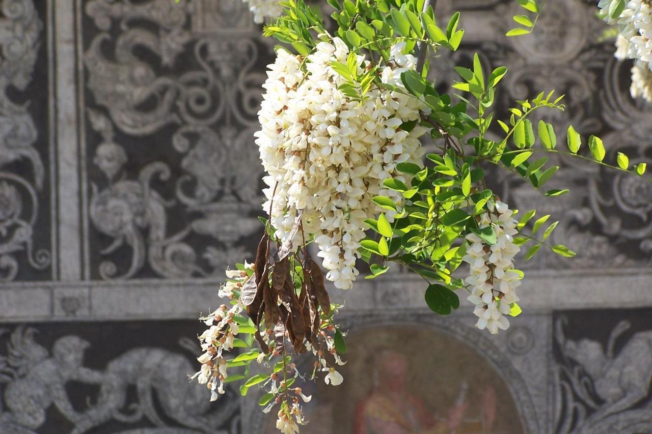 Acacia * Florencia